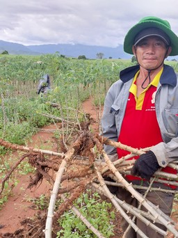 Ninh Thuận: Nông dân bất an vì củ mì bị thối do mưa nhiều ngày