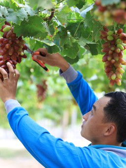 Hai giống nho mới chính thức đưa vào sản xuất tại Ninh Thuận