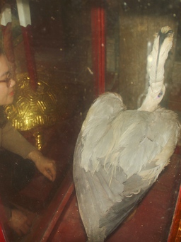Chuyện lạ về con chim hạc ở đền thờ An Dương Vương