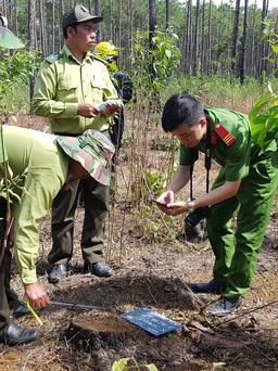 Khám nghiệm hiện trường vụ 'khai quật' hàng trăm lóng gỗ thông dưới tán rừng