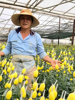 Lâm Đồng kiến nghị TP.HCM mở cửa chợ hoa Đầm Sen để 'cứu’ hoa Đà Lạt