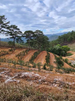 Lâm Đồng: Rừng gần khu vực thác Prenn tiếp tục bị lấn chiếm, san ủi trái phép