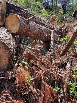 Mật phục bắt quả tang vụ phá rừng thông phòng hộ ở Đà Lạt