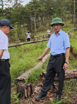 Lâm Đồng: Có sự tiếp tay, bao che, thông đồng trong các vụ phá rừng, chiếm đất