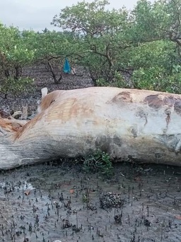 Quảng Ninh: Phát hiện xác cá voi trôi dạt vào rừng ngập mặn ở xã đảo Quan Lạn