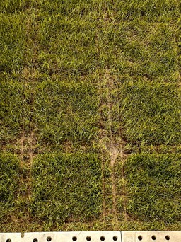 Cận cảnh sân Mỹ Đình khi tháo dỡ tấm fuvi, mặt cỏ có dấu hiệu hỏng nặng