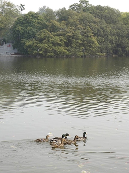 Hồ Gươm xuất hiện 6 chú vịt sau vụ thả thiên nga bất thành