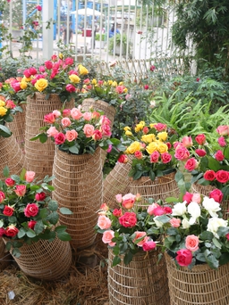 Ngắm hơn 1.000 loài hoa khoe sắc trước ngày khai mạc lễ hội hoa hồng Bulgaria