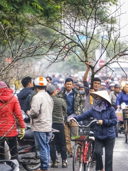 [Ảnh] Chợ hoa xuân 'siêu to' ở Hải Phòng nhộn nhịp ngày giáp tết