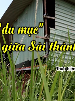 “Du mục” giữa Sài thành