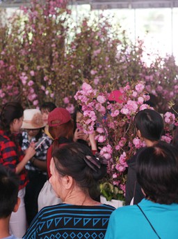 Dân Sài Gòn háo hức xem hoa anh đào trong 'nắng như thiêu'