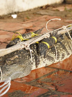 Bắt được cá sấu nặng 30 kg 'ngoi lên lặn xuống” giữa lòng hồ ở Vũng Tàu
