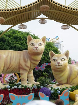Mê mẩn với gia đình mèo vàng nghinh xuân ở Vũng Tàu