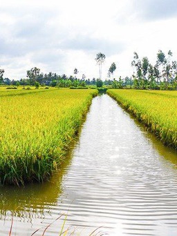 Công ty A An sẽ thu mua lúa tồn đọng cho bà con Cà Mau