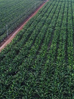 THACO đăng ký mua thêm 5 triệu cổ phiếu công ty nông nghiệp Hoàng Anh Gia Lai