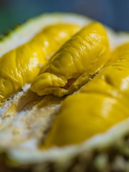 Thái Lan giới thiệu giống sầu riêng 'không mùi'
