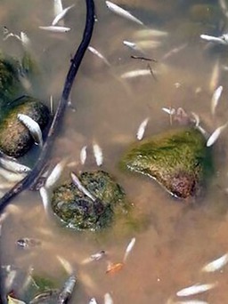 Phạt 391 triệu đồng doanh nghiệp liên tiếp xả thải làm cá chết trên sông