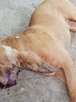 Thanh Hóa: Chó pitbull tấn công người nhà, khiến một phụ nữ tử vong