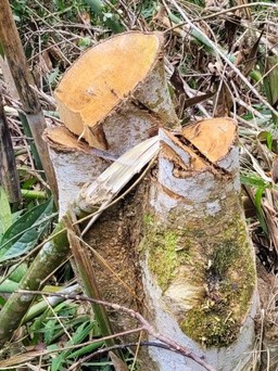 Thanh Hóa: ‘Mạnh tay’ xử lý nạn phá rừng