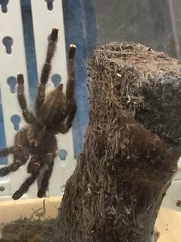 Nuôi 98 con nhện tarantula trong nhà, chịu phạt trên 200 triệu đồng