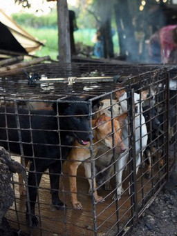Campuchia cấm thịt chó tại tỉnh Siem Reap, người vi phạm có thể bị 5 năm tù