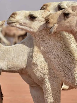 Làm đẹp bằng Botox, nhiều lạc đà bị cấm thi 'hoa hậu' tại Ả Rập Xê Út