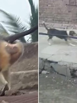 Đàn khỉ giết 250 con chó để báo thù ở Ấn Độ