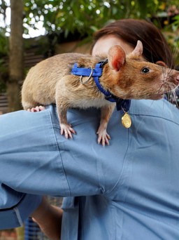 Về hưu hơn 7 tháng, chú chuột rà mìn nổi tiếng ở Campuchia qua đời