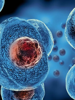 Trung Quốc tìm ra cách lập trình lại tế bào gốc để tạo sự sống