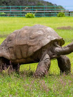 Cụ rùa cao tuổi nhất thế giới mừng sinh nhật lần thứ 190