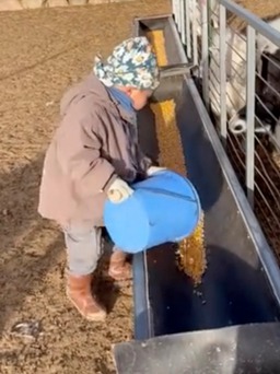 Cậu bé 5 tuổi làm việc ở nông trại như người lớn