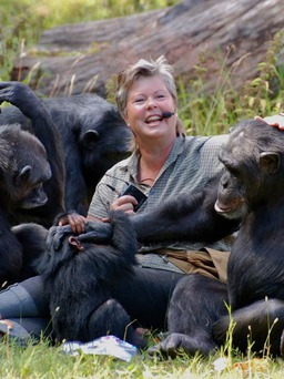 Thoát khỏi vườn thú, 4 con tinh tinh bị bắn chết vì thiếu thuốc mê