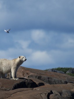 Gấu Bắc Cực xông vào làng vồ chết 2 mẹ con ở Alaska
