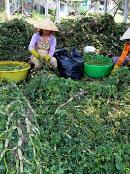 Rau nhút 'tắm' thuốc: Quá tàn nhẫn!