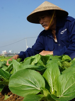3 vùng sản xuất rau Hòa Vang không có dư lượng thuốc bảo vệ thực vật