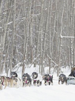 Những đấu trường thể thao khắc nghiệt: Đua chó kéo xe trượt tuyết