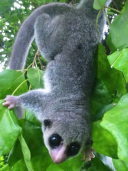 Tìm thấy loài vượn cáo mới ở Madagascar