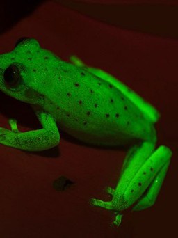 Phát hiện ếch huỳnh quang