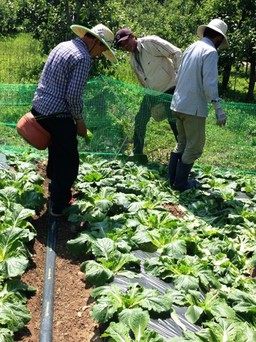 Xuất ngoại học... làm nông