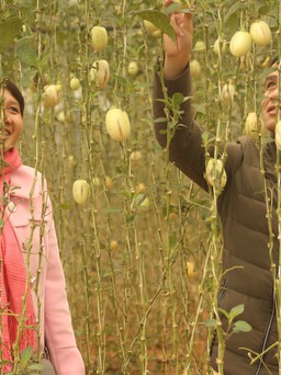 Độc đáo trang trại dưa hấu tí hon