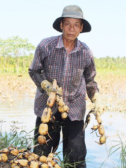 Nông dân hụt hẫng khi tham gia mô hình trồng sen trên đất lúa
