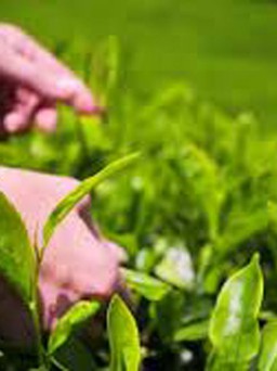 Những thực phẩm mùa hè giúp ngừa ung thư da