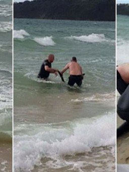 Cảnh sát lao xuống biển cứu chuột túi