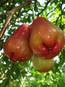 Loại trái cây hiền lành này có thể giúp chống ung thư xương