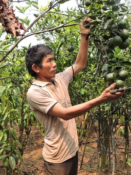 Bí quyết làm giàu: Thu lợi kép từ trồng cây ăn trái xen cà phê
