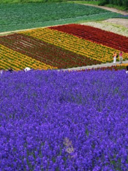 Đi Nhật Bản mùa hoa lavender nở: Những cánh đồng sắc màu