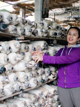 Bí quyết làm giàu: Sống khỏe nhờ trồng nấm sạch