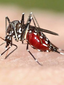Nguy cơ đột quỵ do nhiễm virus lây truyền từ muỗi
