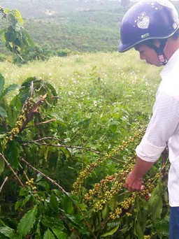 Lâm Đồng: Một gia đình 10 lần bị chặt hạ vườn cà phê