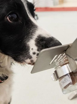 Chó có thể phát hiện người nhiễm Covid-19 cực nhanh sau vài ngày tập luyện